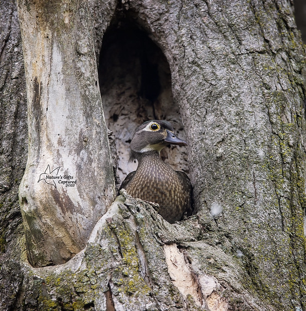 Female Wood Duck in Tree Hollow