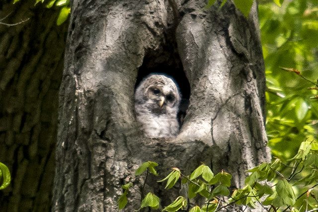 barred owlets peaking out from the nest