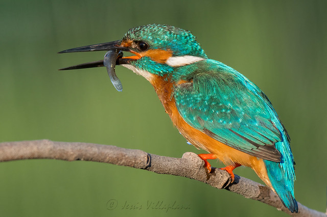 Blauet/Martín pescador/Common Kingfisher (Alcedo atthis)
