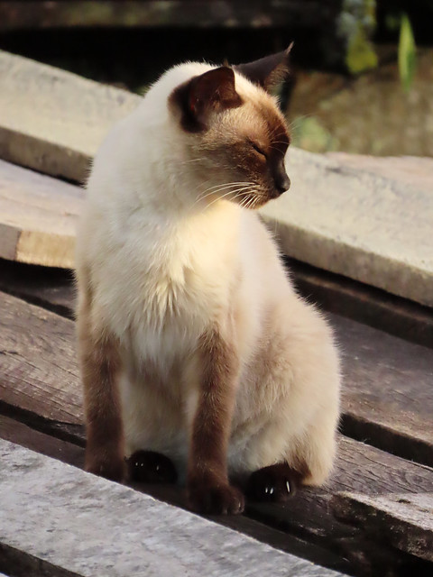 Gato. Leticia en Amazonas, Colombia.