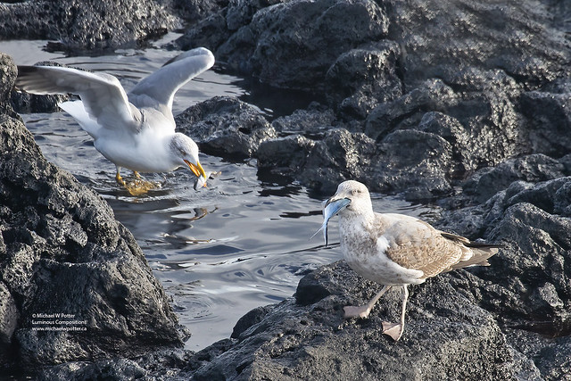 Yellow-legged Gull adult and immature both with fish