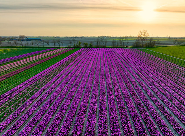 Holland, country of colour.