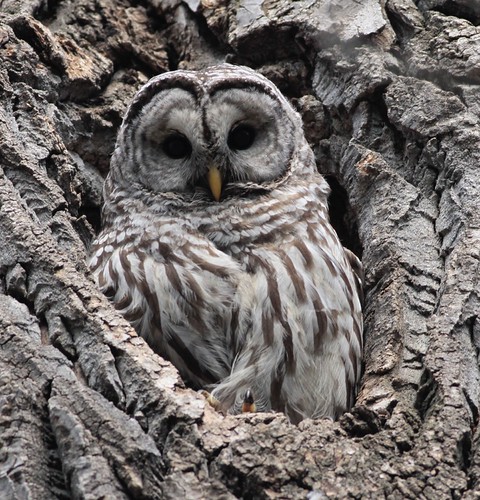 Barred owl (f) | by Harley V