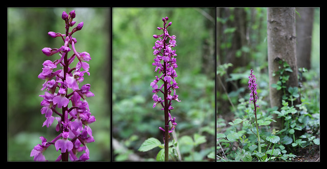 The Early-purple Orchid