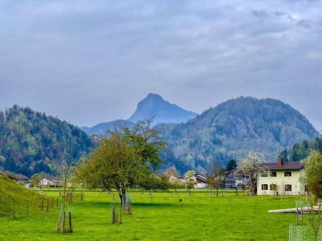 Meadows with tree and Pendling mountain near Kiefersfelden in Bavaria, Germany