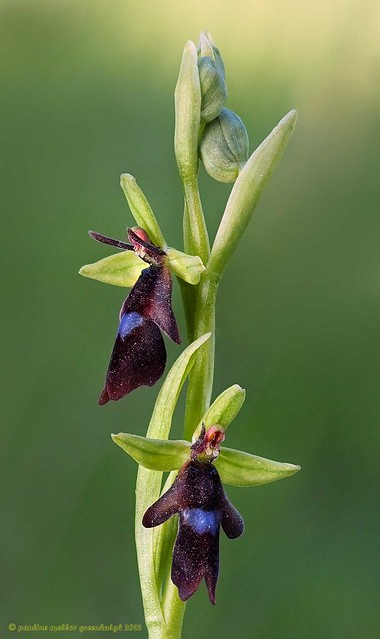 P5141172 Fly Orchid, Ophrys insectifera