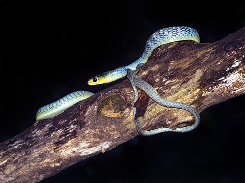 Interesting Facts About Snakes - Types of Snakes- Venomous Snakes