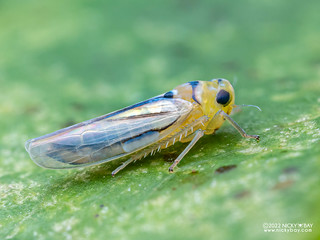 Leafhopper (Typhlocybinae) - P3060166