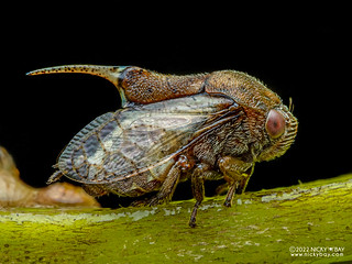 Tube spittlebug (Machaerota cf. notoceras) - P3121698