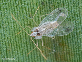 Lace bug (Stephanitis typica) - P3060110