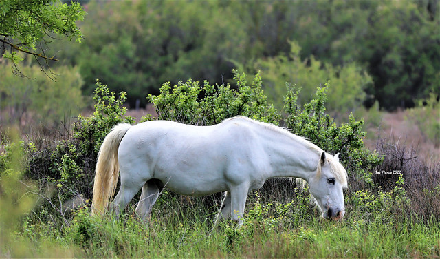 Wild Horse, Camargue- France