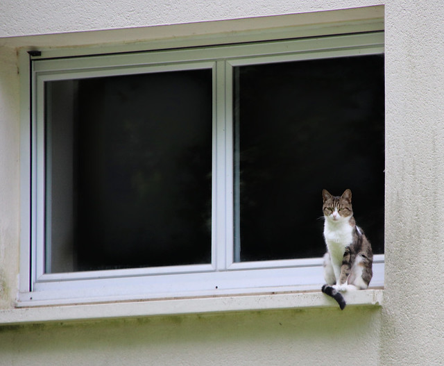 Le chat à la fenêtre