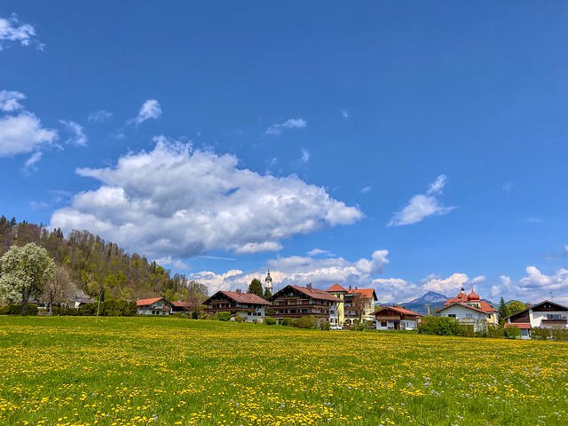 Meadow in spring with flowers in Kiefersfelden in Bavaria, Germany