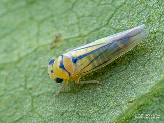 Leafhopper (Typhlocybinae) - P3060160