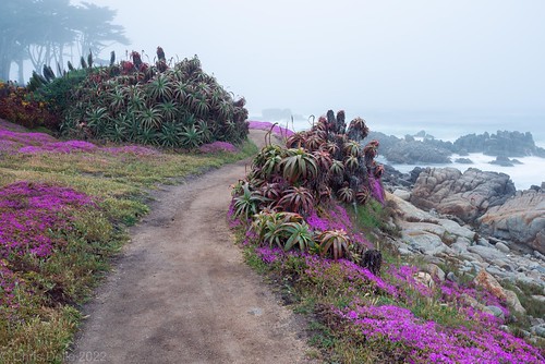 Pacific Grove Morning by Chris Delle, My wife and I made the trip down to Monterey a few weeks ago so that she could run in the Big Sur Ma