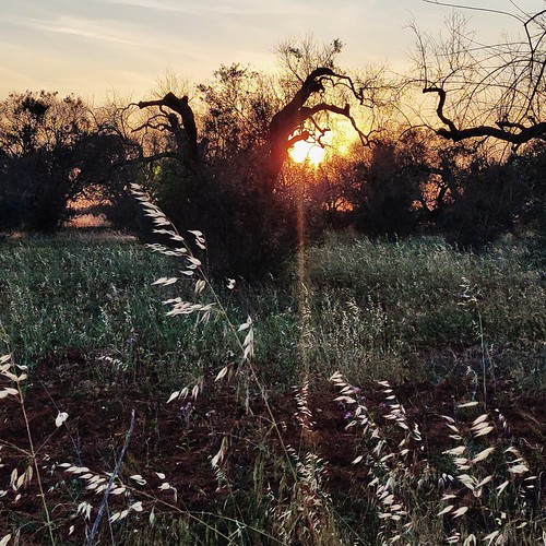 sunset by Anna Protopapa, annaprotopapa soleto puglia italia campagna ulivo sunset tramonto realme