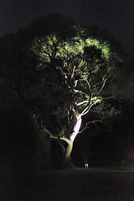 Salagon - illuminated tree