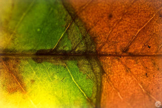 Leaf in intense colors #2