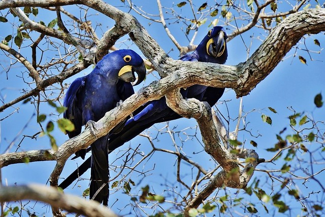 Pair Of Hyacinth Macaws (Anodorhynchus hyacinthinus)