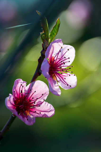 Peach blossom (explored)
