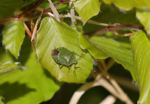 Grøn bredtæge (Green Shield Bug / Palomena prasina)