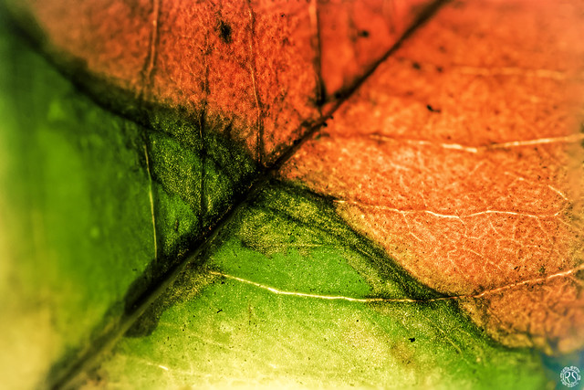 Leaf with intense colors