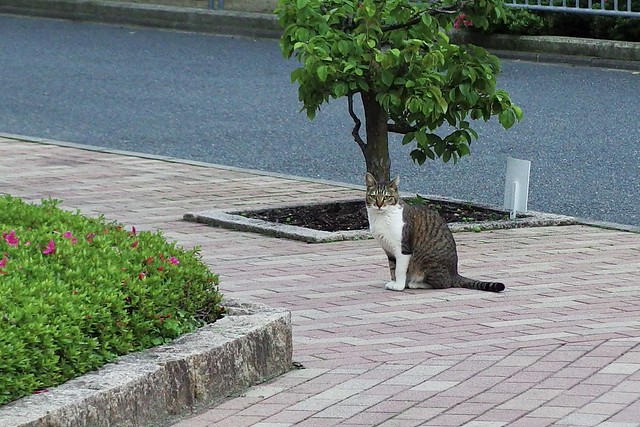 Today's Cat@2022−05−15