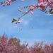 Seagulls above the cherry trees