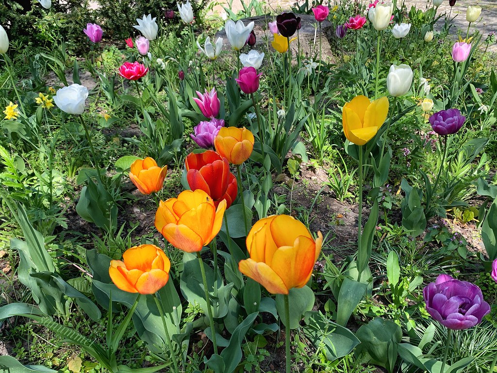 Tulipane auf dem Bundesplatz