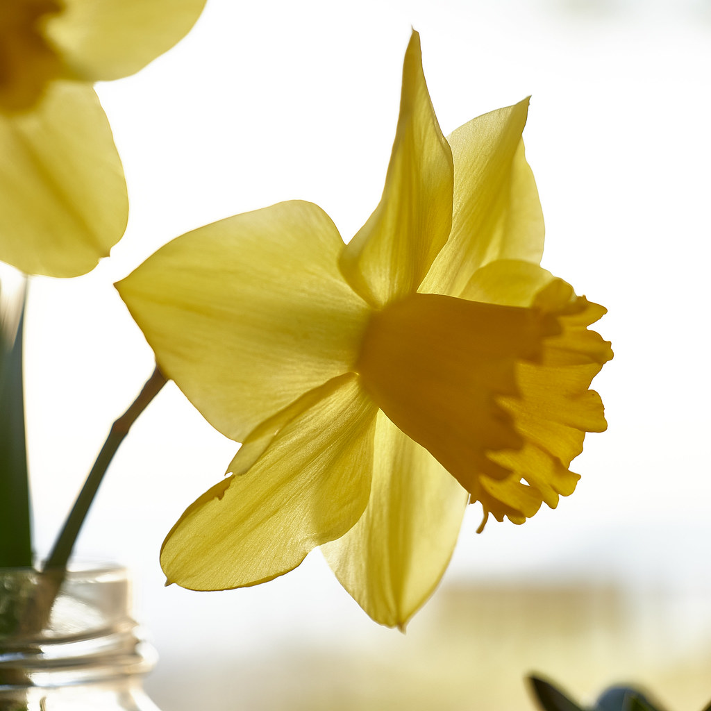 daffodils, 2022 1