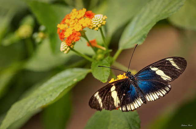 La serre aux papillons à La Queue-les-Yvelines, France.