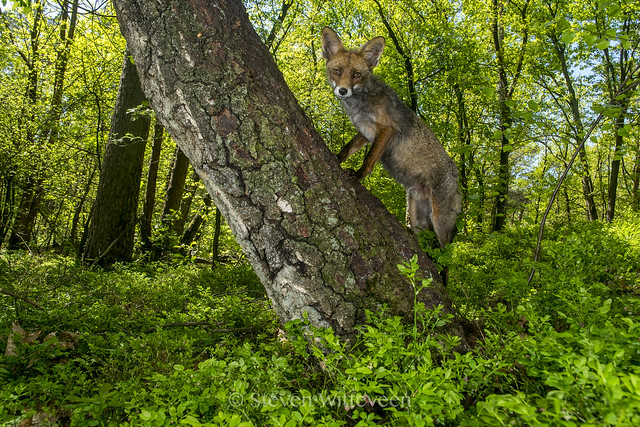 Fox climbing the tree