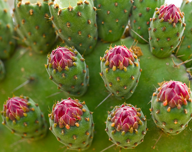 Prickly Pears Budding