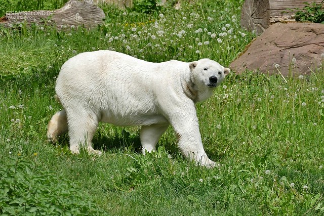 Vera - Nanuq - Eisbären - Tiergarten Nürnberg