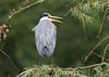 If Herons could laugh