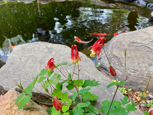 Little red bells by the pond!