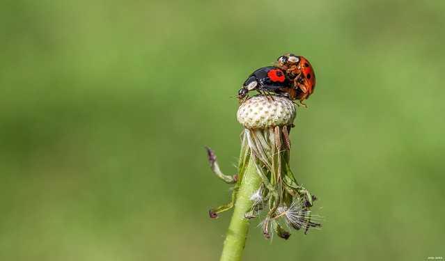 Mating Ladybirds.