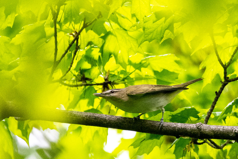 red-eyed-vireo-4795