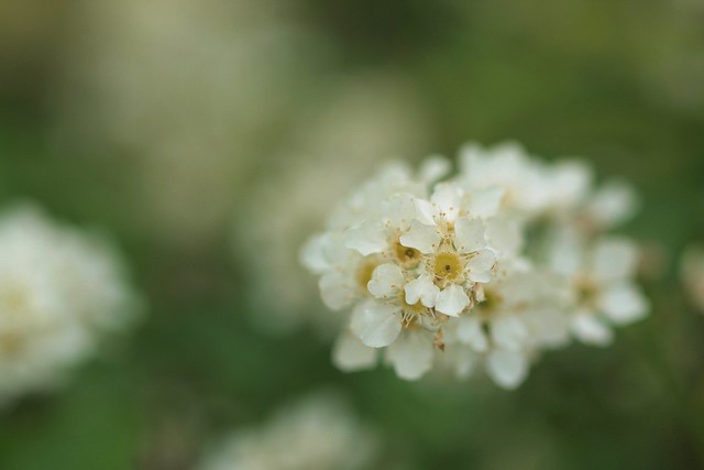 Eine schöne Blüte am Rand des Weges - A beautiful flower along the way
