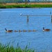 Canada Geese &amp; Goslings - RSPB Mimsmere - 14 May 2022