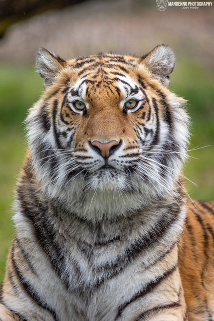 Bengal Tiger - Pakawi Park - Belgium