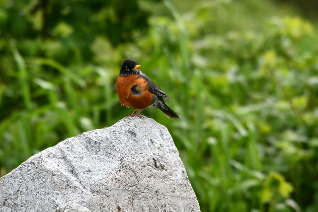 Robin on the Rock