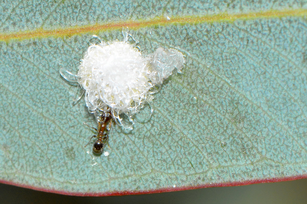 Lerp Insect Lerp and ant | The lerp is the young of a Psyllidae belongin… | Flickr