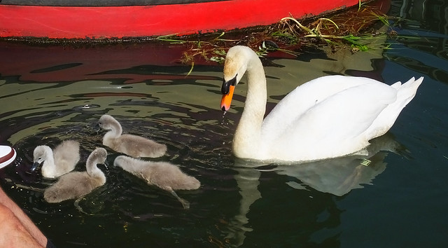 Swan Family 014