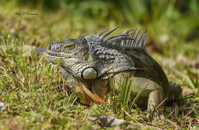 Male iguana