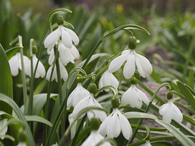 Galanthus plicatus 'E.A. Bowles'