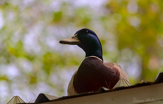 There's a Duck on the Cottage Roof (Mallard) 2022-05-15