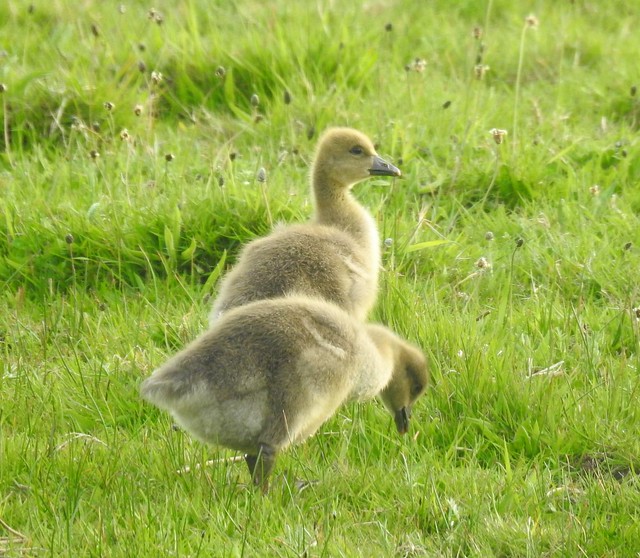 Pair of Greylag Goose Goslings