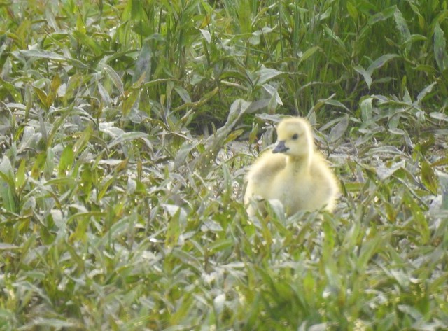 Canada Goose Gosling In Grassy Safety Point.