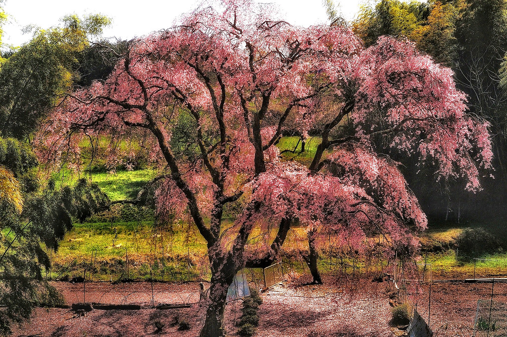 Cherry blossoms #03